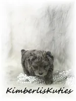 Wave, a female Yorkipoo for sale in Lipan, TX – 3 of 5