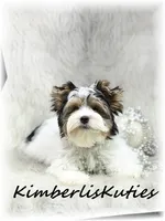 Dani ~ Parti Female, a female Yorkshire Terrier for sale in Lipan, TX – 5 of 6