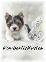 Little Hayley, a female Papillon and Yorkshire Terrier for sale in Lipan, TX – 3 of 3
