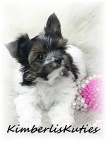 Nova, a female Morkie for sale in Lipan, TX – 2 of 4