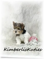 Sawyer, a female Yorkshire Terrier for sale in Lipan, TX – 4 of 4
