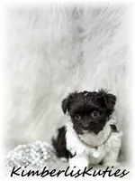 Tessa, a female Maltipoo for sale in Lipan, TX – 2 of 4