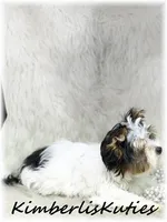 Dani ~ Parti Female, a female Yorkshire Terrier for sale in Lipan, TX – 3 of 6