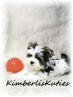 Rip, a male Yorkshire Terrier for sale in Lipan, TX – 4 of 5