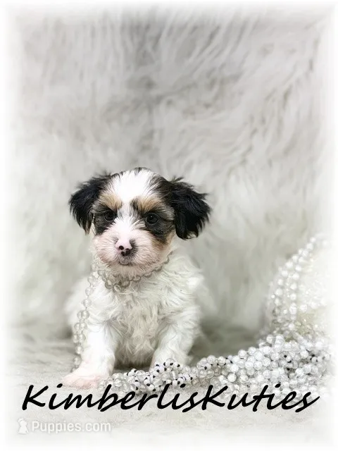 Millie – Yorkipoo puppy for sale in Lipan, TX