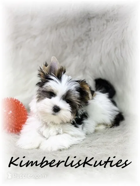 Rip – Yorkshire Terrier puppy for sale in Lipan, TX