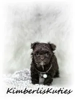 Teagan, a female Maltipoo for sale in Lipan, TX – 4 of 5