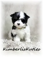 Sage, a female Yorkshire Terrier for sale in Lipan, TX – 1 of 7