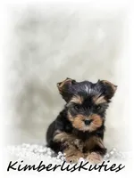 Khloe, a female Yorkshire Terrier for sale in Lipan, TX – Photo 1 of 2