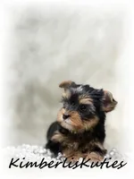Khloe, a female Yorkshire Terrier for sale in Lipan, TX – Photo 2 of 2