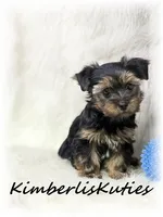Gunner, a male Yorkshire Terrier for sale in Lipan, TX – 3 of 3