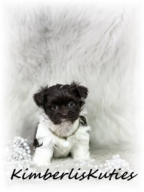 Tessa – Maltipoo puppy for sale in Lipan, TX