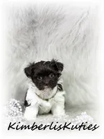 Tessa, a female Maltipoo for sale in Lipan, TX – 1 of 4