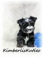Memphis, a male Yorkshire Terrier for sale in Lipan, TX – 2 of 4