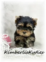Bailey, a female Yorkshire Terrier for sale in Lipan, TX – 2 of 4