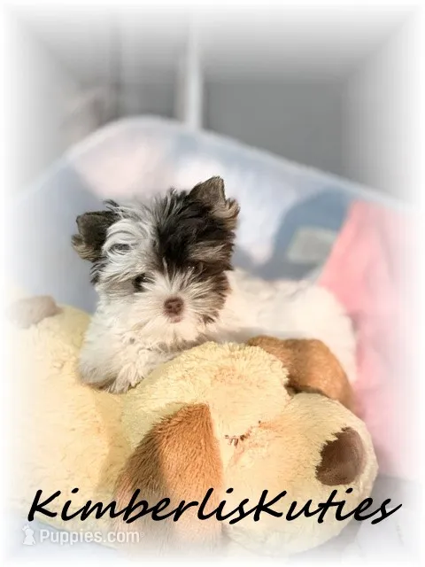 Pixie – Yorkshire Terrier puppy for sale in Lipan, TX