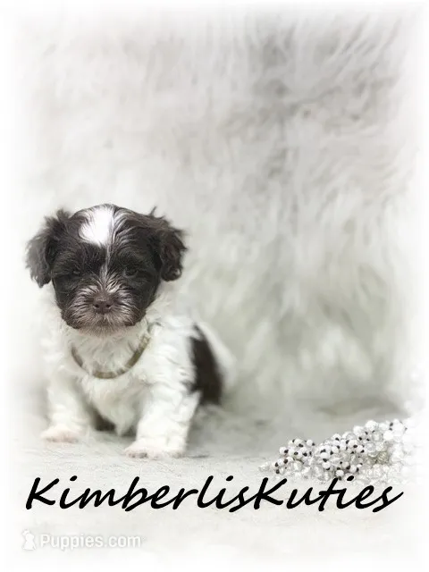 Gidget – Maltipoo puppy for sale in Lipan, TX