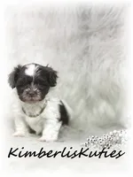 Gidget, a female Maltipoo for sale in Lipan, TX – 1 of 5