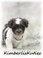 Gidget, a female Maltipoo for sale in Lipan, TX – 2 of 5