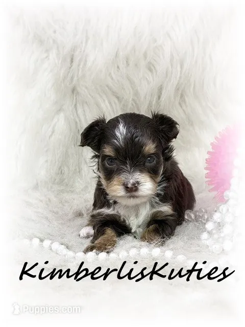 Little Montana, a female Yorkipoo for sale in Lipan, TX – 1 of 2