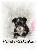 Little Montana, a female Yorkipoo for sale in Lipan, TX – 1 of 2