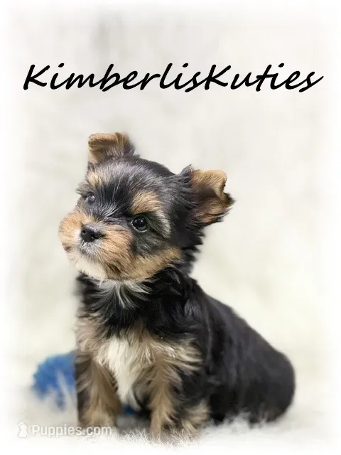 Spence – Yorkshire Terrier puppy for sale in Lipan, TX