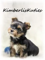 Spence, a male Yorkshire Terrier for sale in Lipan, TX – 1 of 4