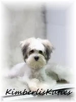 Paxton, a male Morkie for sale in Lipan, TX – 4 of 4