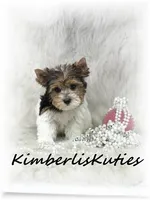 Sawyer, a female Yorkshire Terrier for sale in Lipan, TX – 2 of 4
