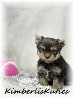 Tipsy, a female Yorkshire Terrier for sale in Lipan, TX – 7 of 7