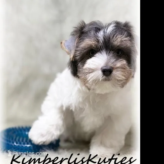 Dagger, a male Yorkshire Terrier for sale in Lipan, TX – Photo 3 of 4