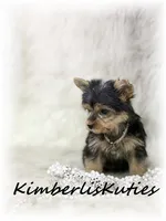 Khloe, a female Yorkshire Terrier for sale in Lipan, TX – 2 of 6
