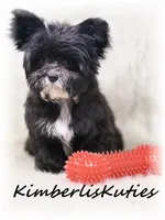 Tiny Wyatt, a male Yorkipoo for sale in Lipan, TX – 4 of 4