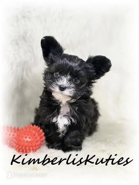 Tiny Wyatt – Yorkipoo puppy for sale in Lipan, TX