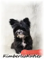 Tiny Wyatt, a male Yorkipoo for sale in Lipan, TX – 2 of 4