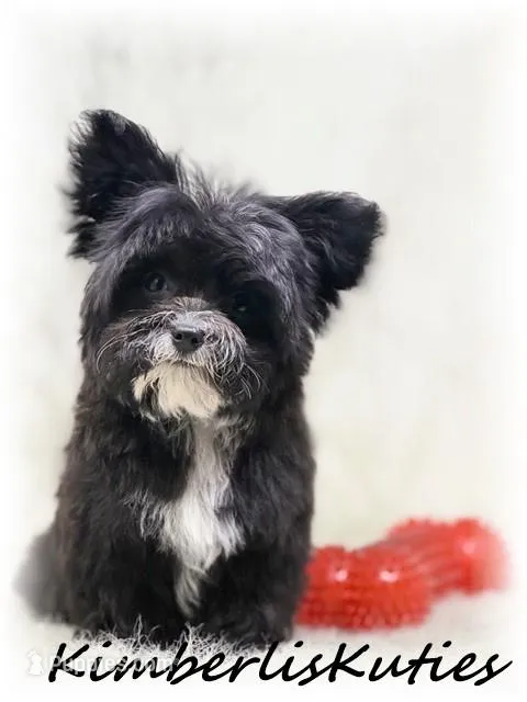 Tiny Wyatt – Yorkipoo puppy for sale in Lipan, TX