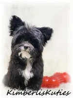 Tiny Wyatt, a male Yorkipoo for sale in Lipan, TX – 1 of 4