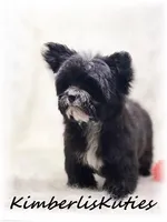 Tiny Wyatt, a male Yorkipoo for sale in Lipan, TX – 3 of 4