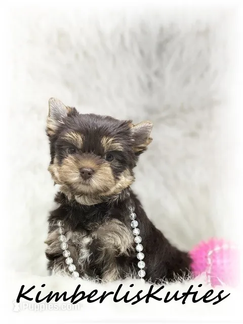 Tipsy – Yorkshire Terrier puppy for sale in Lipan, TX