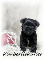 Bendy, a female Yorkipoo for sale in Lipan, TX – 2 of 3