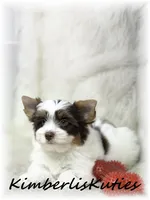 Sammie, a male Yorkshire Terrier for sale in Lipan, TX – 3 of 4