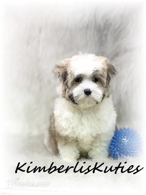 Nemo – Morkie puppy for sale in Lipan, TX