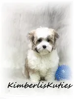 Nemo, a male Morkie for sale in Lipan, TX – 1 of 4