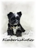 Montana, a female Yorkshire Terrier for sale in Lipan, TX – 3 of 6
