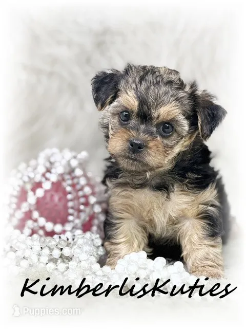 Mai – Yorkipoo puppy for sale in Lipan, TX