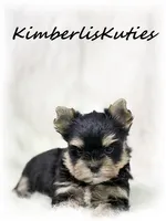 Stone, a male Yorkshire Terrier for sale in Lipan, TX – 3 of 4