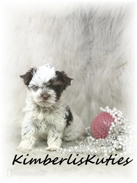 Phoebe – Yorkshire Terrier puppy for sale in Lipan, TX