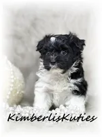 Brynlee, a female Yorkipoo for sale in Lipan, TX – 4 of 4
