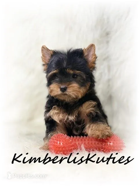 Gunner – Yorkshire Terrier puppy for sale in Lipan, TX