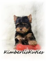Gunner, a male Yorkshire Terrier for sale in Lipan, TX – Photo 1 of 2